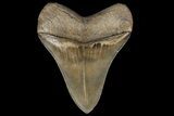 Serrated, Fossil Megalodon Tooth - Georgia #78183-2